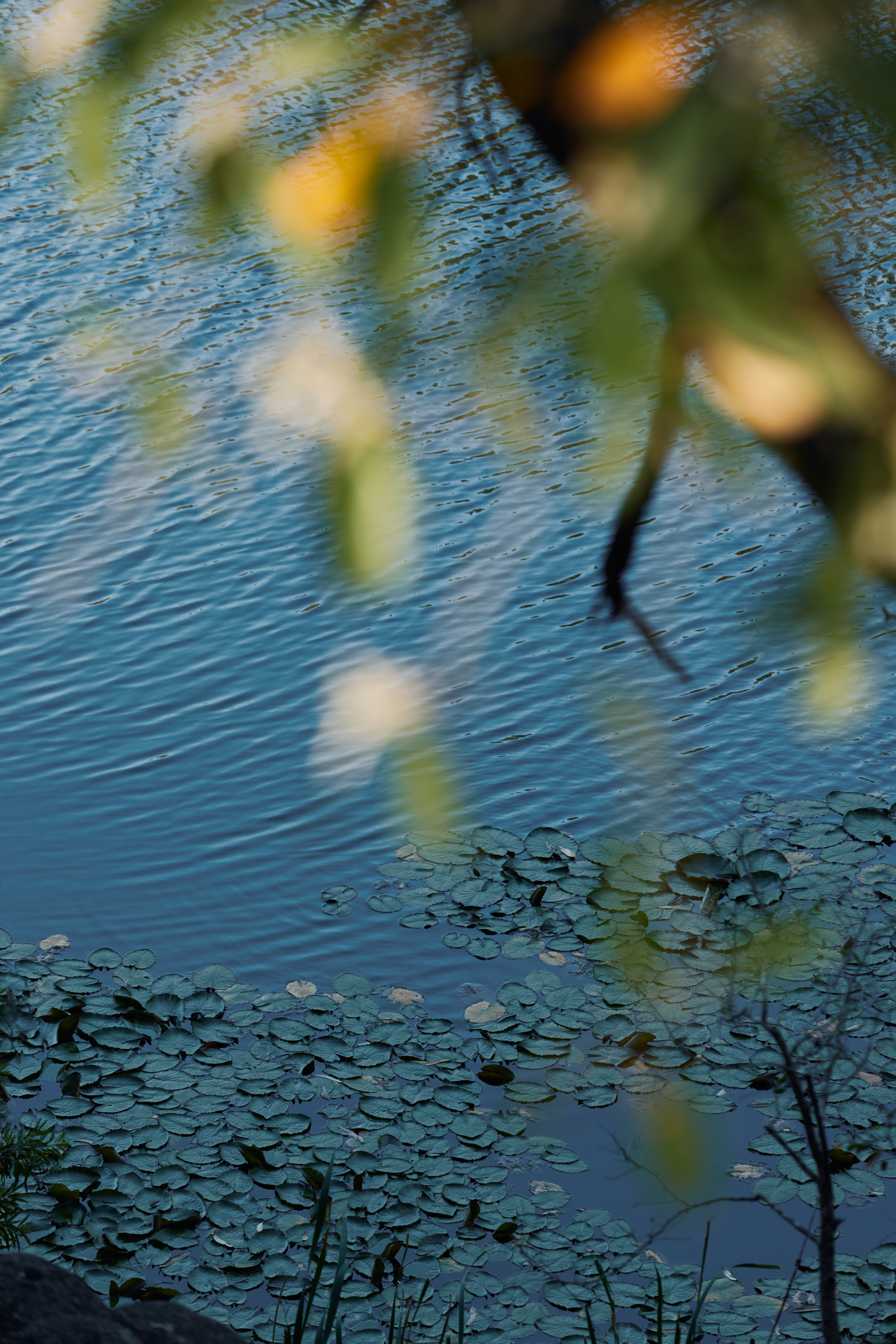 Charlie Parker by Nation