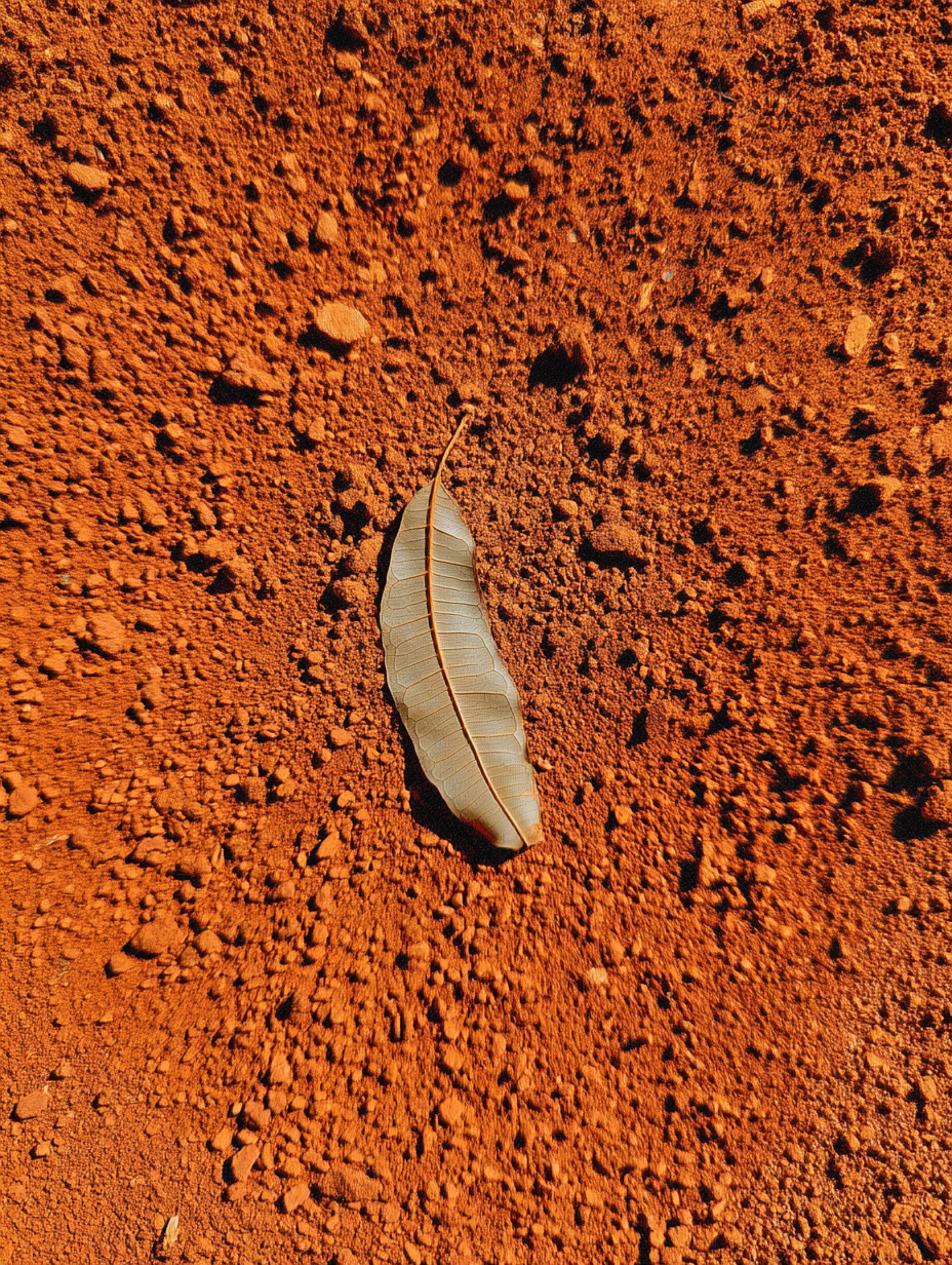 u1876188116_httpss.mj.runk3X3D6FUlsw_Dry_leaf_on_orange_soil__d7fced4b-b08b-4fb1-b8d4-a33e84cf3046_0